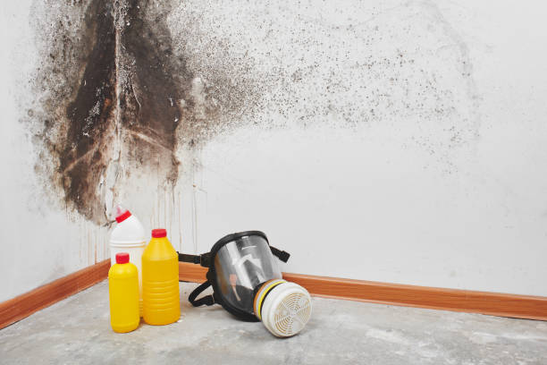 Best Toxic Mold Removal  in Cambridge Springs, PA