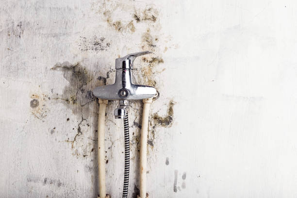 Best Certified Mold Removal  in Cambridge Springs, PA