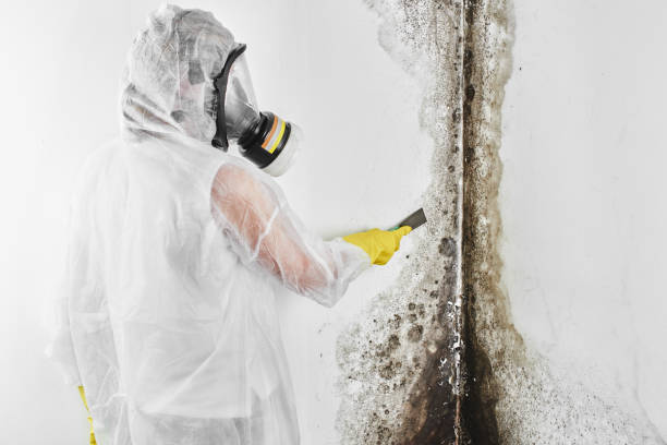 Mold Removal Process in Cambridge Springs, PA