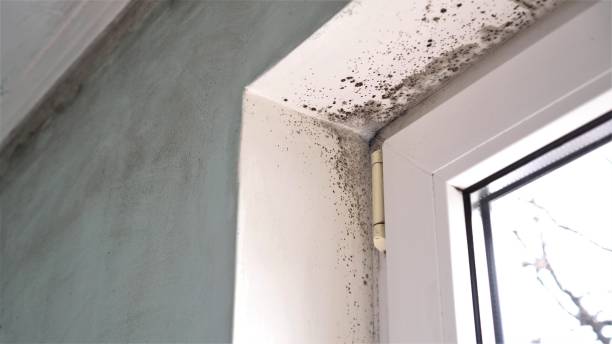 Best Mold Damage Repair  in Cambridge Springs, PA