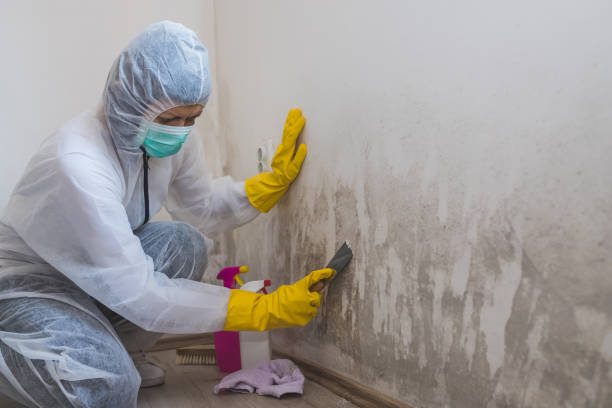 Best Mold Removal Process  in Cambridge Springs, PA