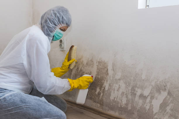 Best Residential Mold Removal  in Cambridge Springs, PA