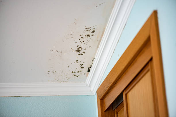 Best Black Mold Removal  in Cambridge Springs, PA