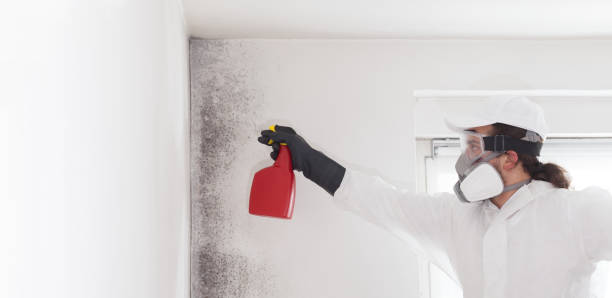 Best Attic Mold Removal  in Cambridge Springs, PA