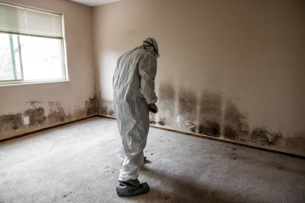 Best Attic Mold Removal  in Cambridge Springs, PA