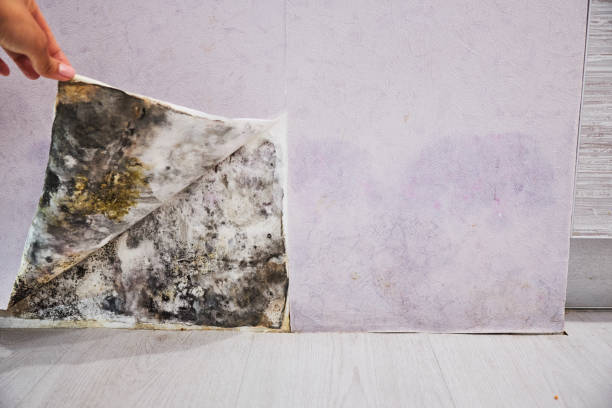 Certified Mold Removal in Cambridge Springs, PA